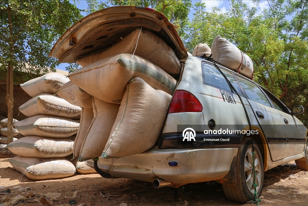 Nijerya'nın kuzeybatısında tahıl ticaretinin kalbi: Argungu pazarı