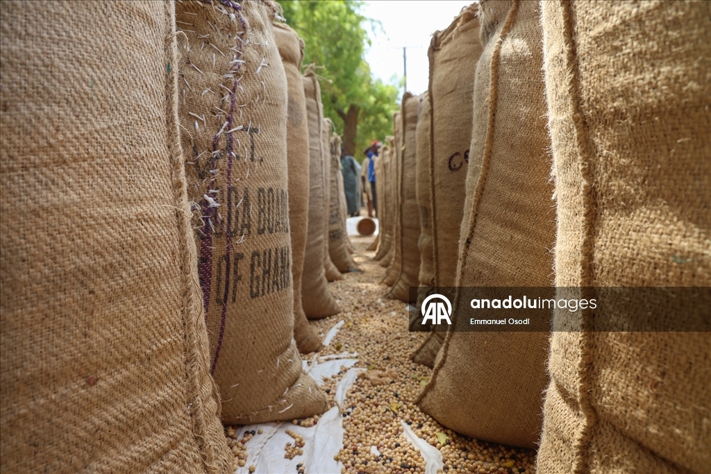 Nijerya'nın kuzeybatısında tahıl ticaretinin kalbi: Argungu pazarı