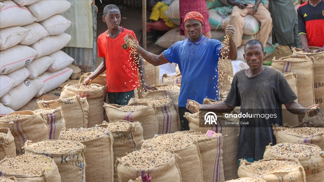 Nijerya'nın kuzeybatısında tahıl ticaretinin kalbi: Argungu pazarı