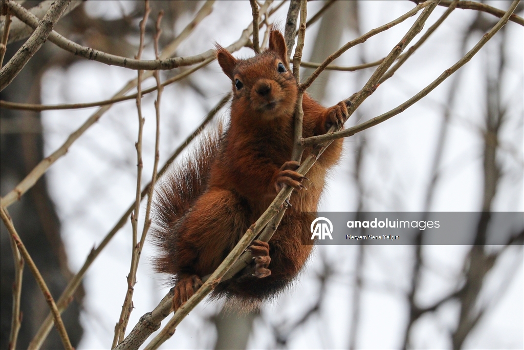Милые обитатели парка Сегменлер в Анкаре 