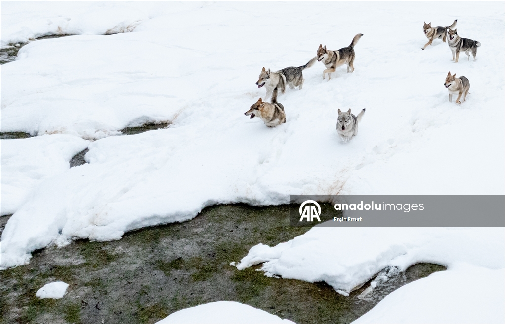 Sivas'ın bozkırında hayatını adadığı kurt köpekleri ve yırtıcı kuşlarıyla yaşıyor