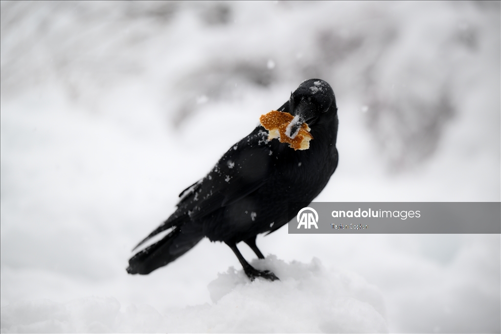 В национальном парке «Йосемити» в США наблюдается обильный снегопад