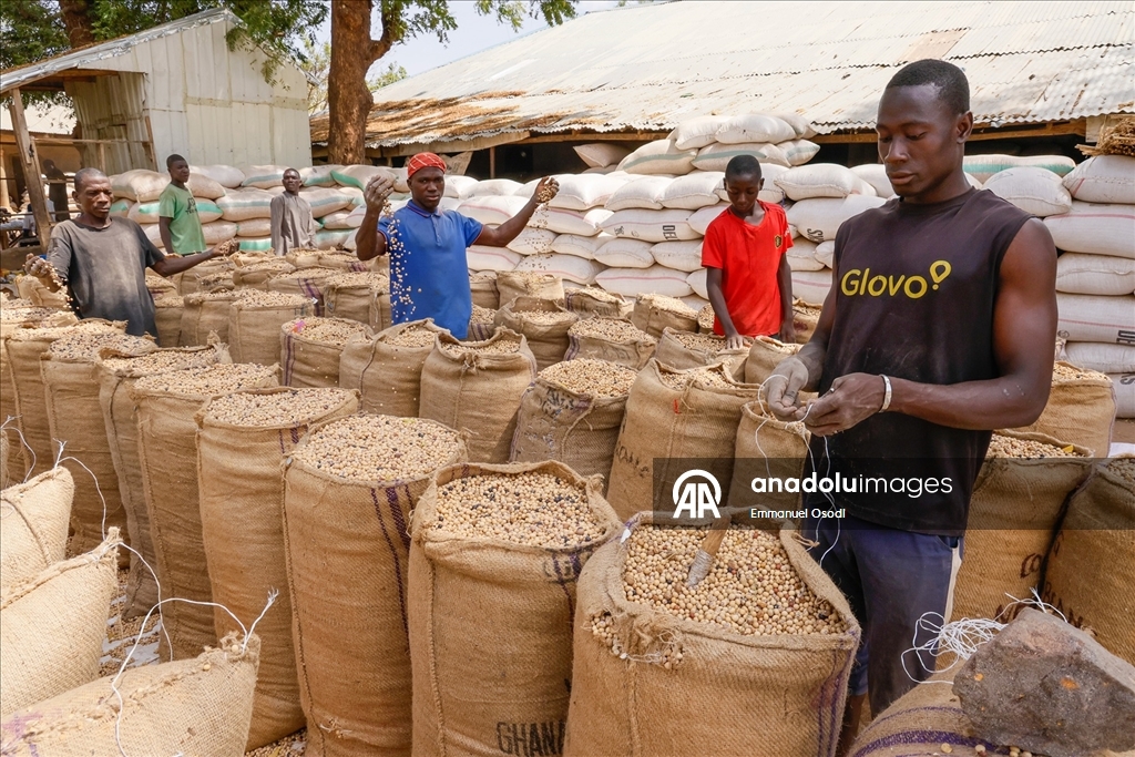 Nijerya'nın kuzeybatısında tahıl ticaretinin kalbi: Argungu pazarı