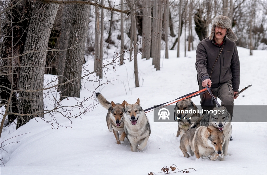 Sivas'ın bozkırında hayatını adadığı kurt köpekleri ve yırtıcı kuşlarıyla yaşıyor