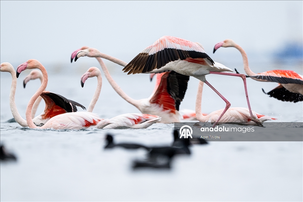 Фламинго заметили у берегов залива турецкого Коджаэли