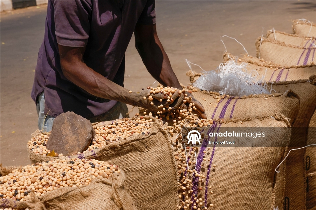 Nijerya'nın kuzeybatısında tahıl ticaretinin kalbi: Argungu pazarı