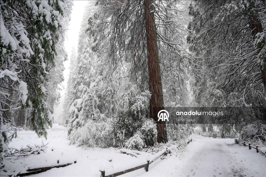 В национальном парке «Йосемити» в США наблюдается обильный снегопад