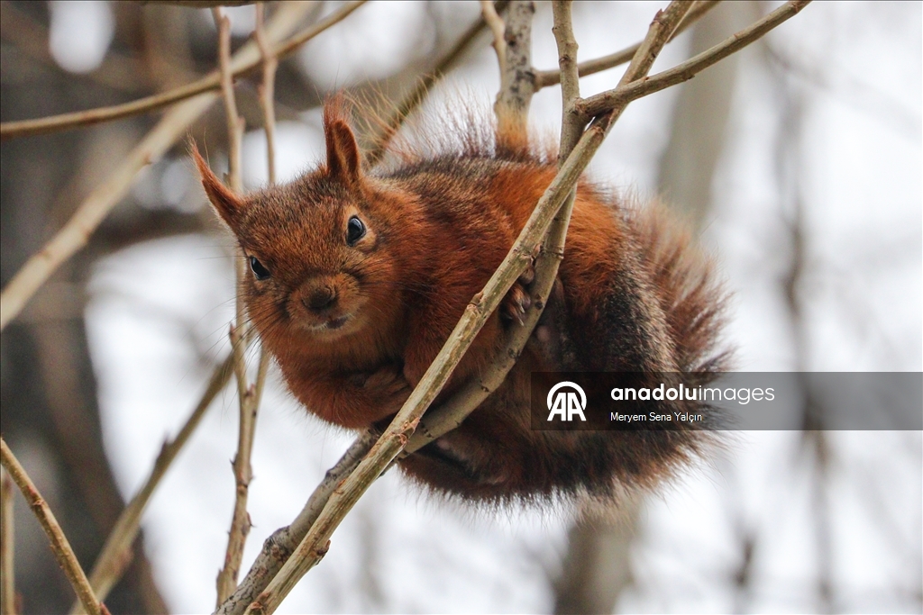 Милые обитатели парка Сегменлер в Анкаре 