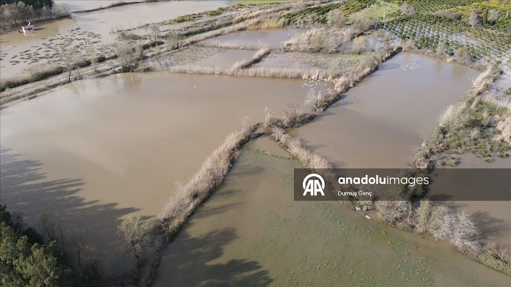 Muğla'da Köyceğiz Gölü taştı ev ve iş yerlerini su bastı