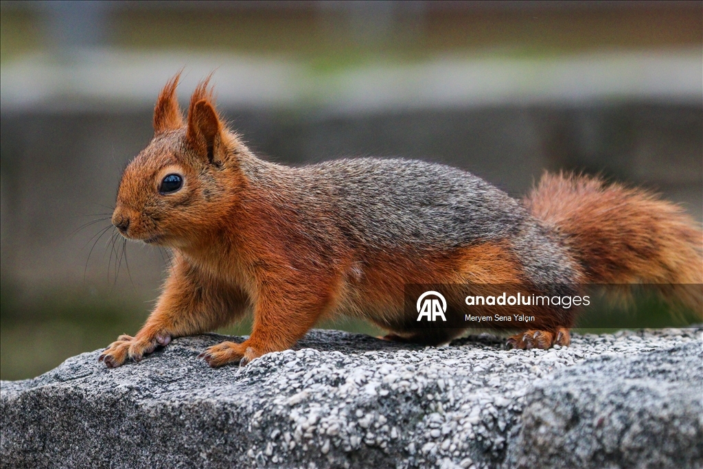 Милые обитатели парка Сегменлер в Анкаре 