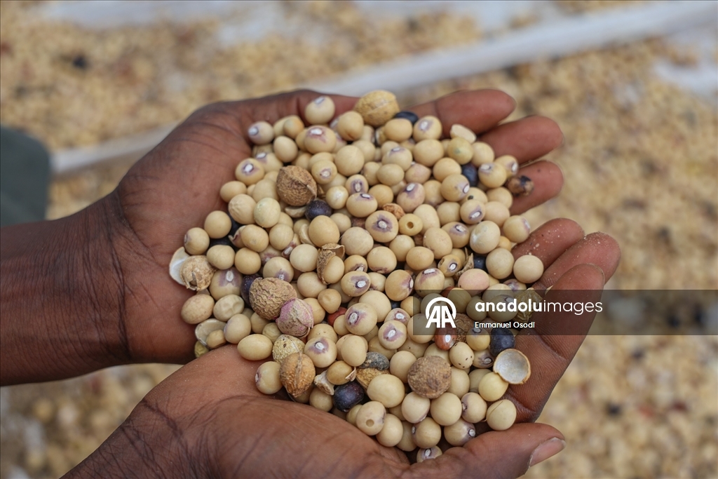Nijerya'nın kuzeybatısında tahıl ticaretinin kalbi: Argungu pazarı
