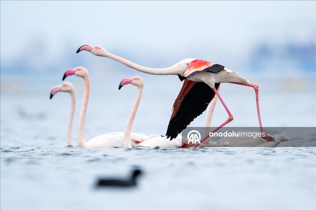 Фламинго заметили у берегов залива турецкого Коджаэли