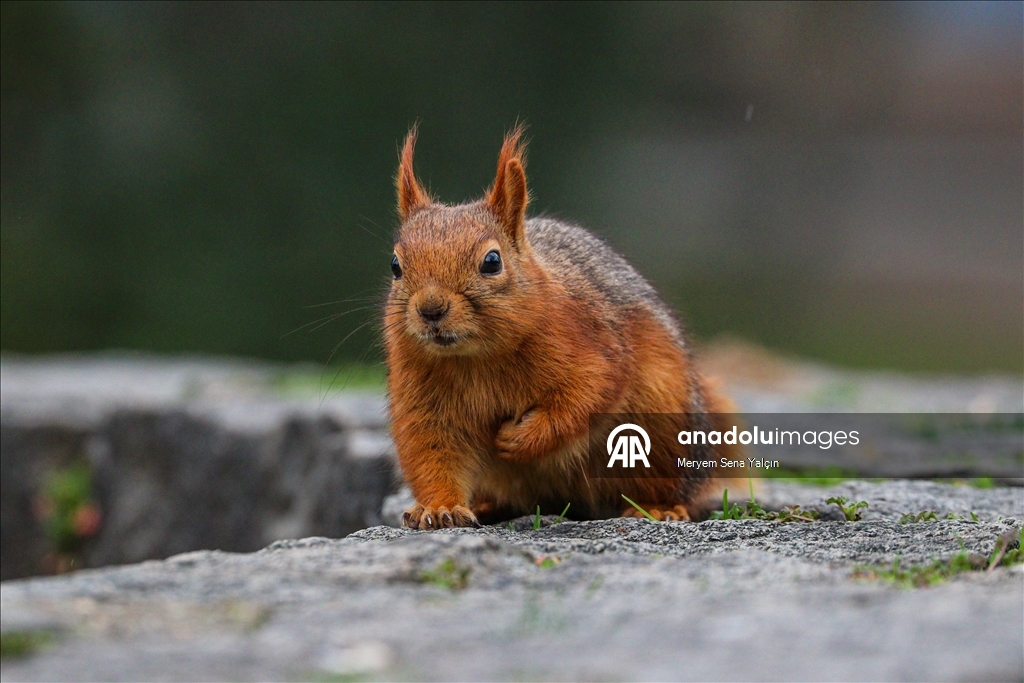 Милые обитатели парка Сегменлер в Анкаре 