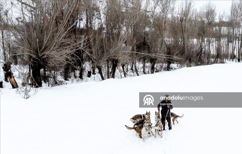 Sivas'ın bozkırında hayatını adadığı kurt köpekleri ve yırtıcı kuşlarıyla yaşıyor