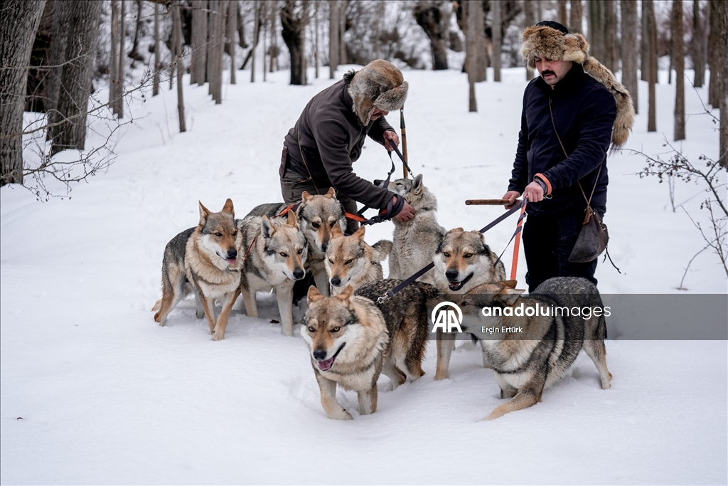 Sivas'ın bozkırında hayatını adadığı kurt köpekleri ve yırtıcı kuşlarıyla yaşıyor