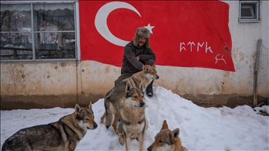 Sivas'ın bozkırında hayatını adadığı kurt köpekleri ve yırtıcı kuşlarıyla yaşıyor