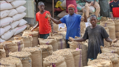 Nijerya'nın kuzeybatısında tahıl ticaretinin kalbi: Argungu pazarı