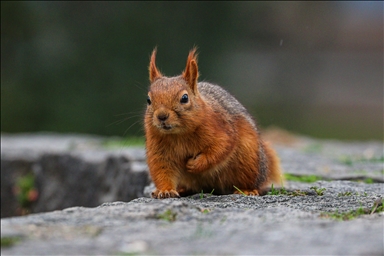Милые обитатели парка Сегменлер в Анкаре
