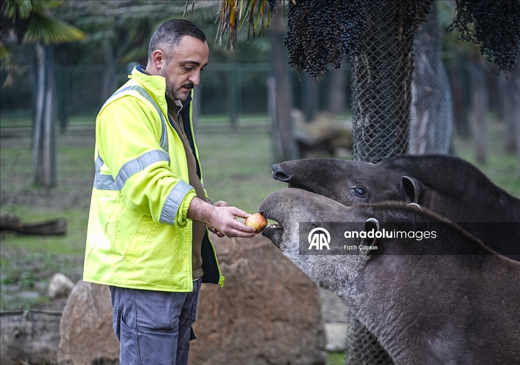 Bursa Hayvanat Bahçesi'ndeki tapirler kış mevsiminde özenle besleniyor