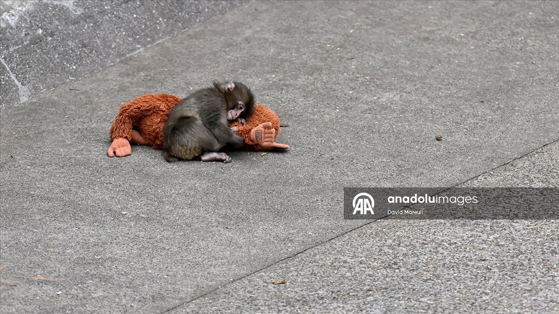 Tokyo'daki hayvanat bahçesinde sürüsü tarafından dışlanan yavru maymun Punch ilgi odağı oldu