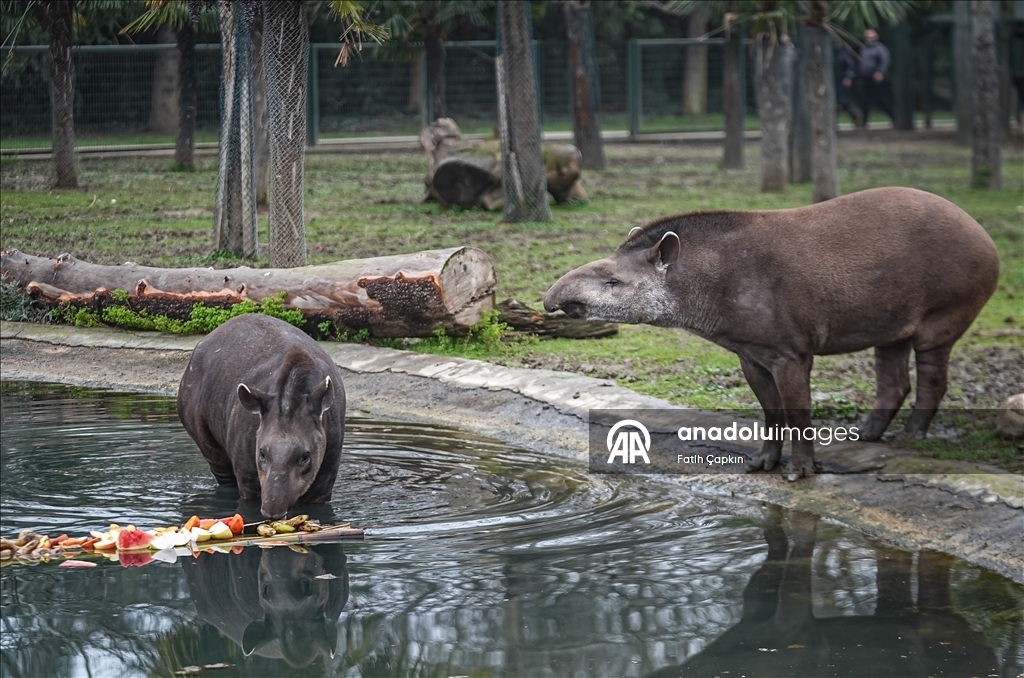 Bursa Hayvanat Bahçesi'ndeki tapirler kış mevsiminde özenle besleniyor