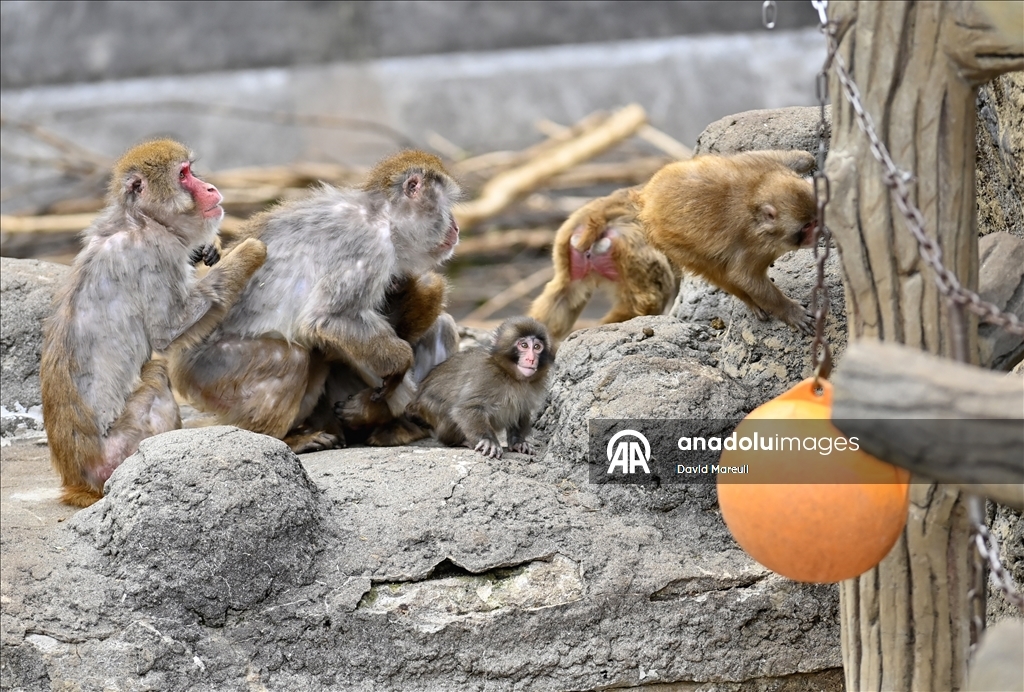 Baby monkey named 'Punch' finds comfort with a stuffed animal