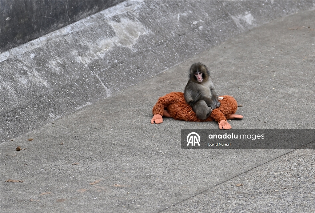 Baby monkey named 'Punch' finds comfort with a stuffed animal