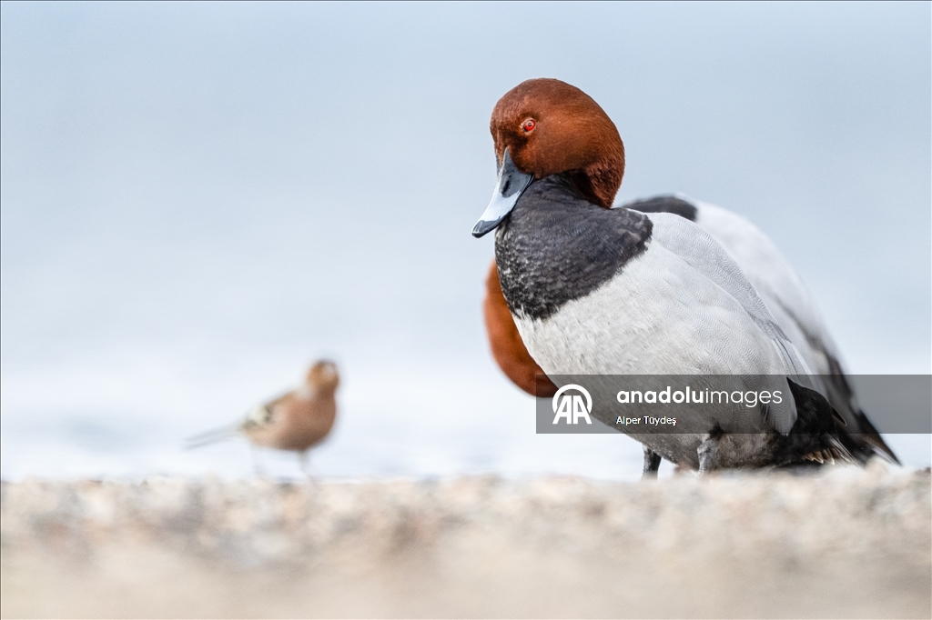 В турецком Коджаэли водоплавающие птицы собрались на зимовку