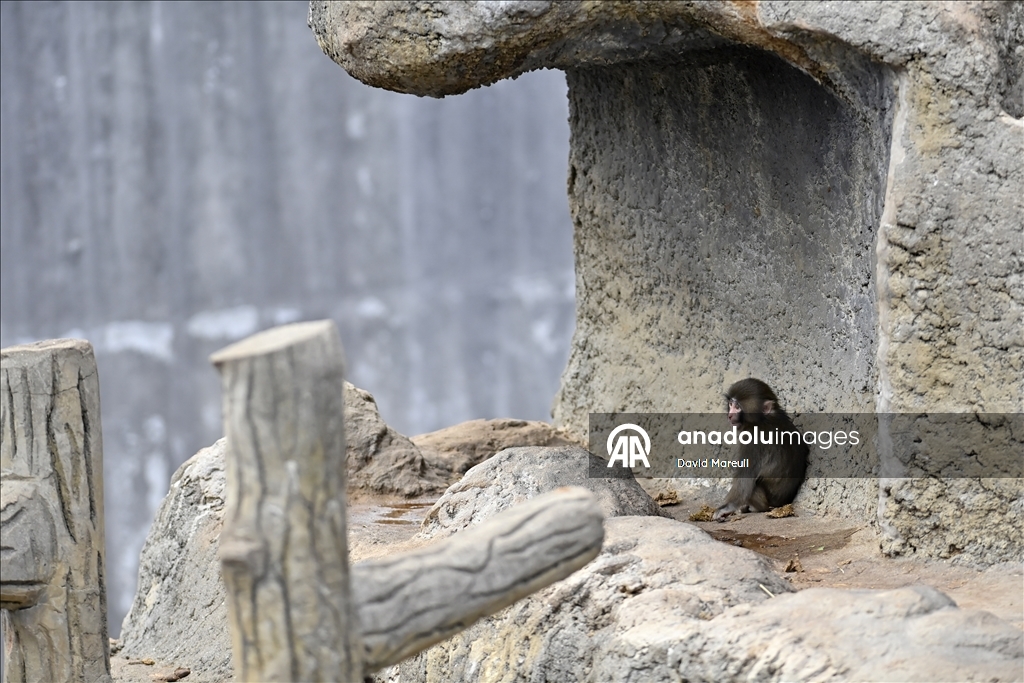 Baby monkey named 'Punch' finds comfort with a stuffed animal