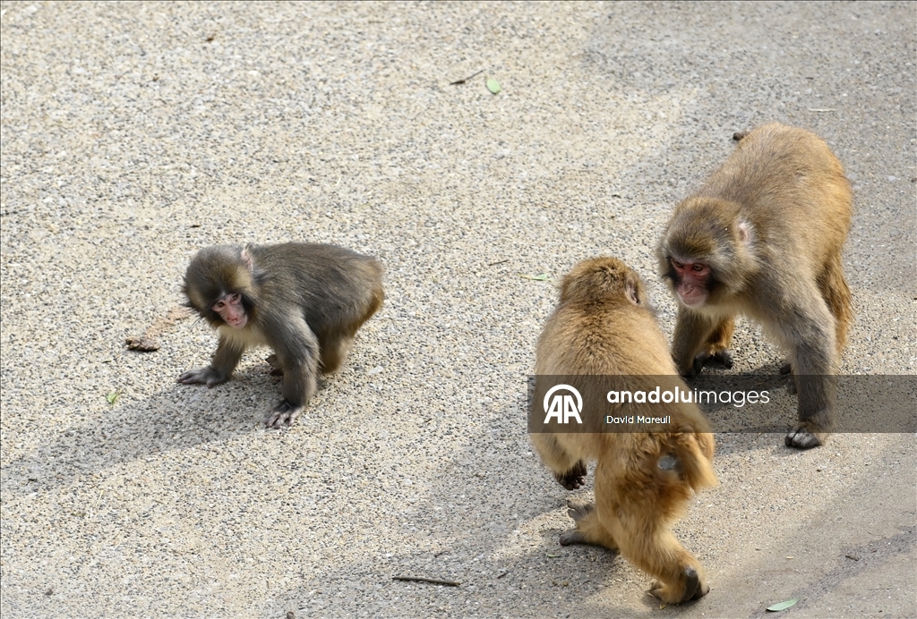 Baby monkey named 'Punch' finds comfort with a stuffed animal