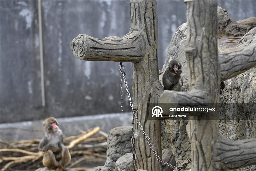Tokyo'daki hayvanat bahçesinde sürüsü tarafından dışlanan yavru maymun Punch ilgi odağı oldu