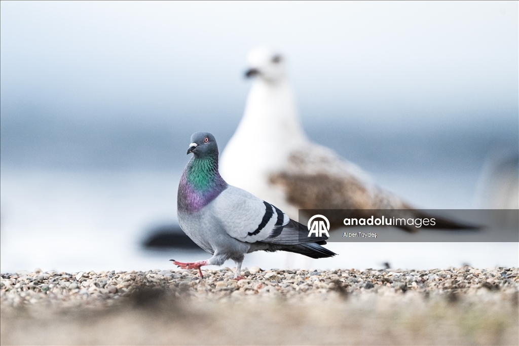 В турецком Коджаэли водоплавающие птицы собрались на зимовку