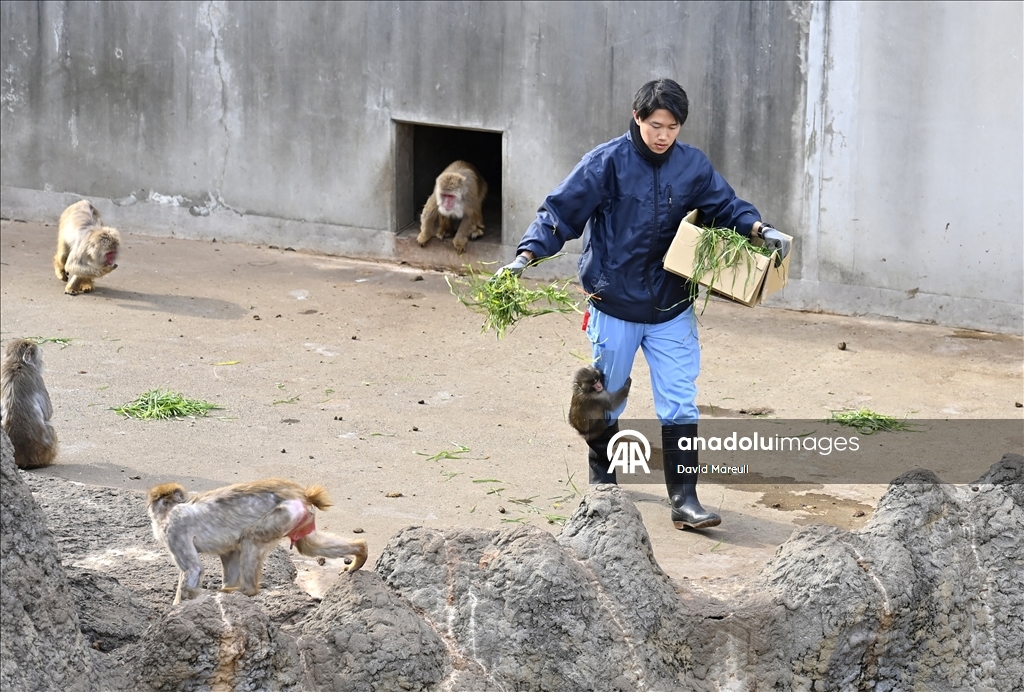 Baby monkey named 'Punch' finds comfort with a stuffed animal