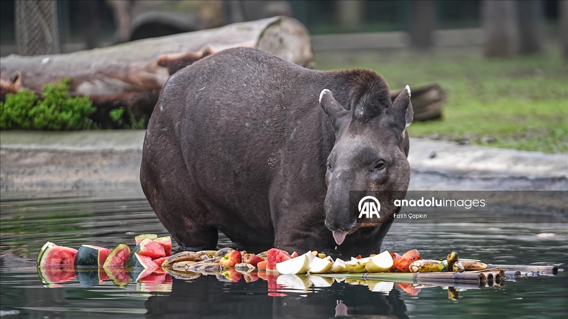 Bursa Hayvanat Bahçesi'ndeki tapirler kış mevsiminde özenle besleniyor
