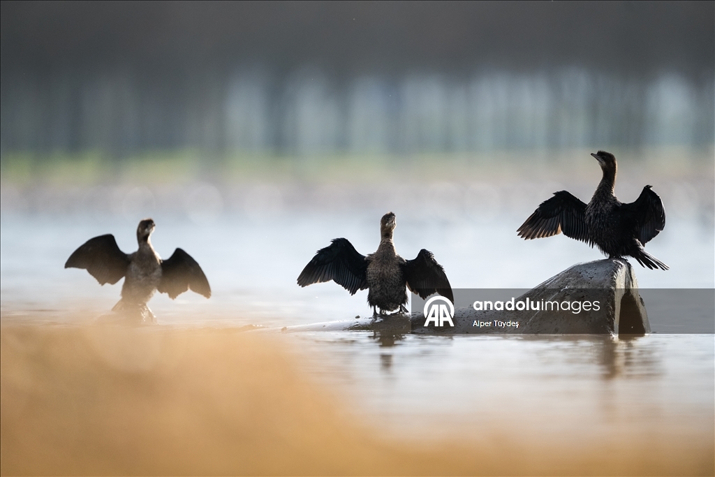 В турецком Коджаэли водоплавающие птицы собрались на зимовку