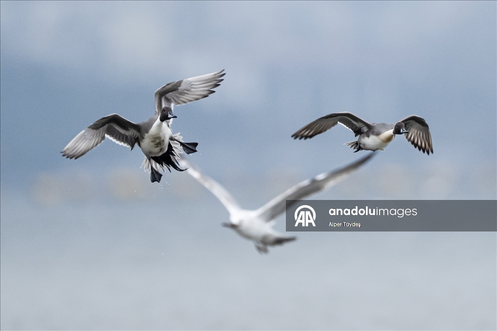 В турецком Коджаэли водоплавающие птицы собрались на зимовку