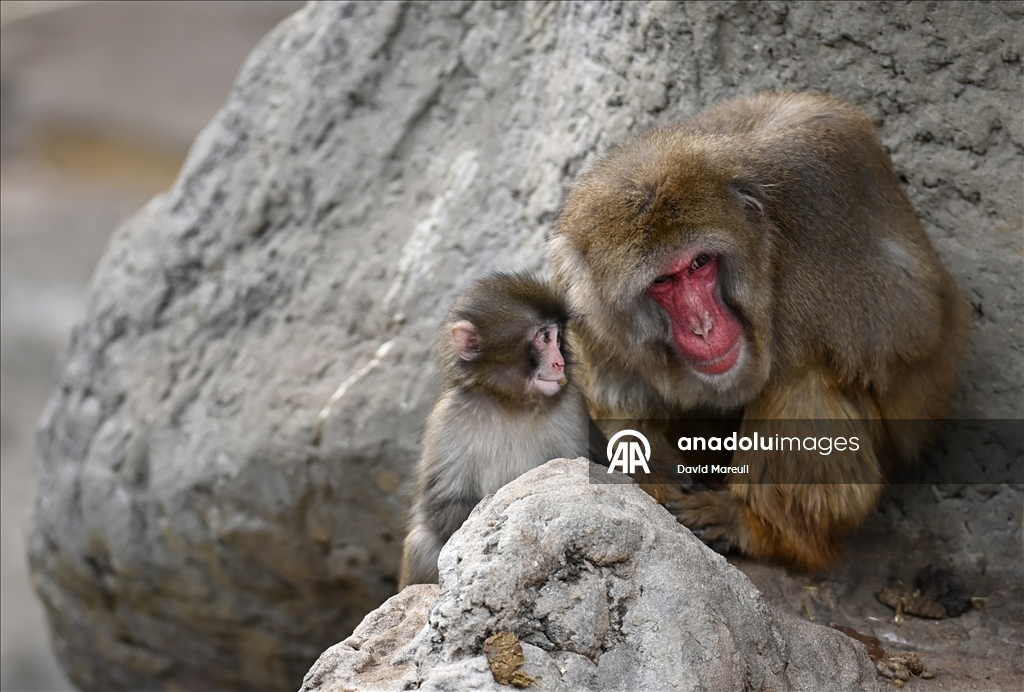 Baby monkey named 'Punch' finds comfort with a stuffed animal
