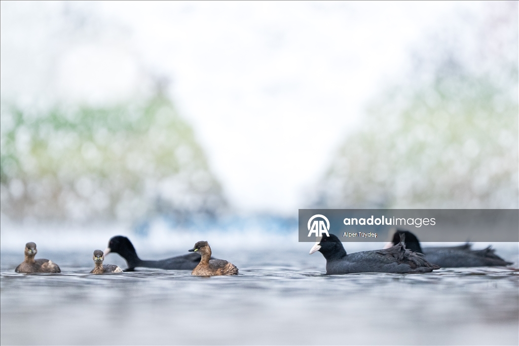 В турецком Коджаэли водоплавающие птицы собрались на зимовку