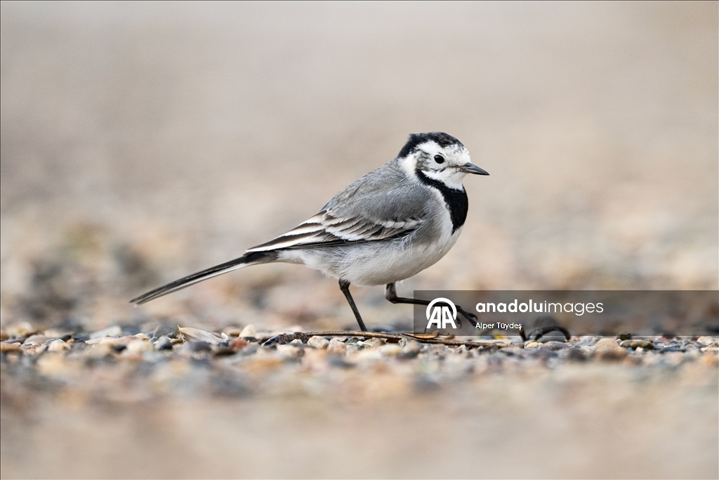 В турецком Коджаэли водоплавающие птицы собрались на зимовку