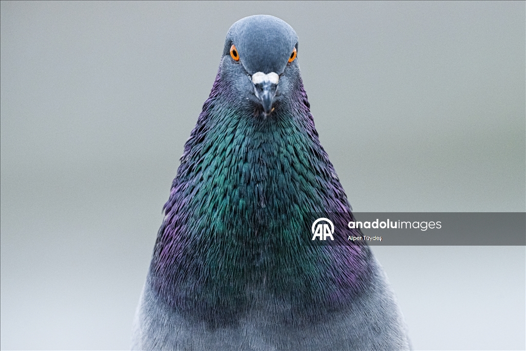 В турецком Коджаэли водоплавающие птицы собрались на зимовку