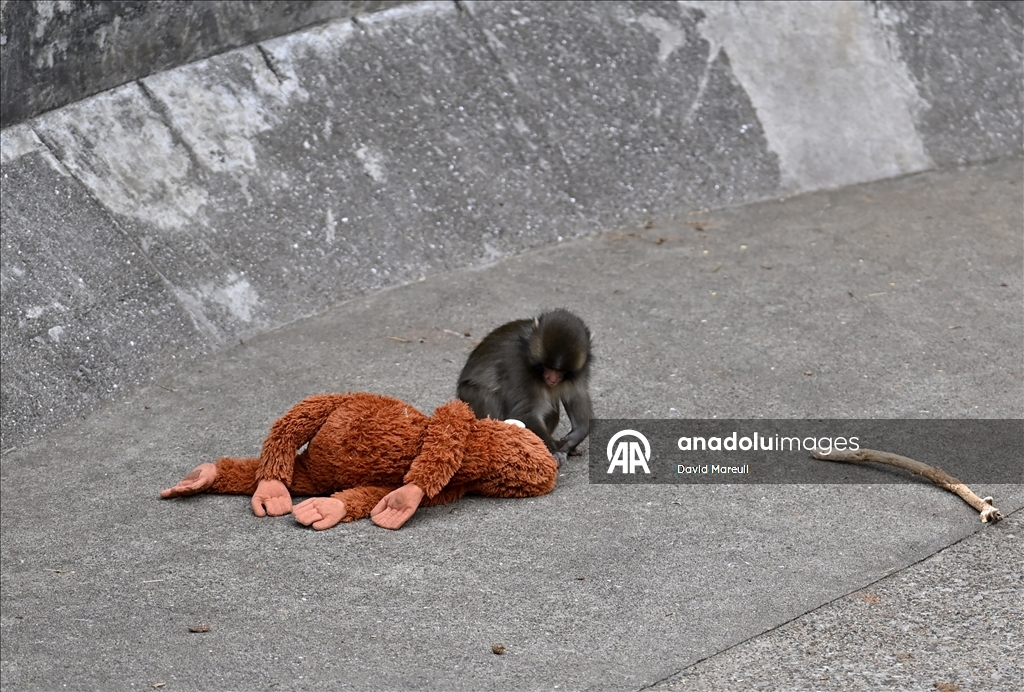 Baby monkey named 'Punch' finds comfort with a stuffed animal