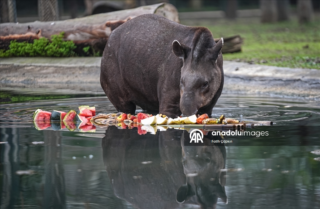 Bursa Hayvanat Bahçesi'ndeki tapirler kış mevsiminde özenle besleniyor