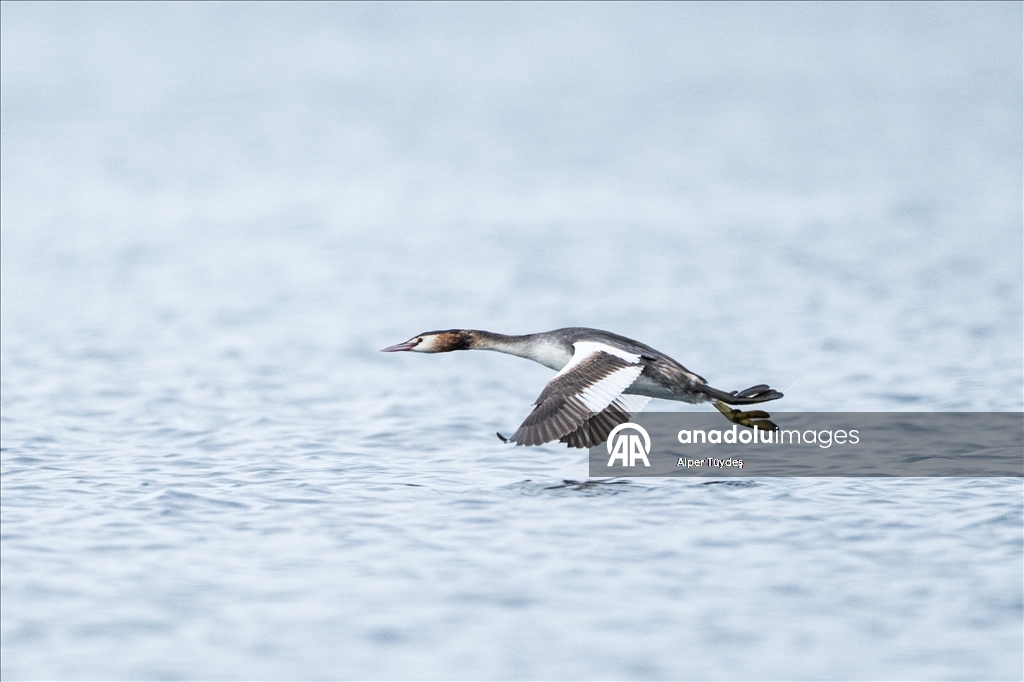 В турецком Коджаэли водоплавающие птицы собрались на зимовку