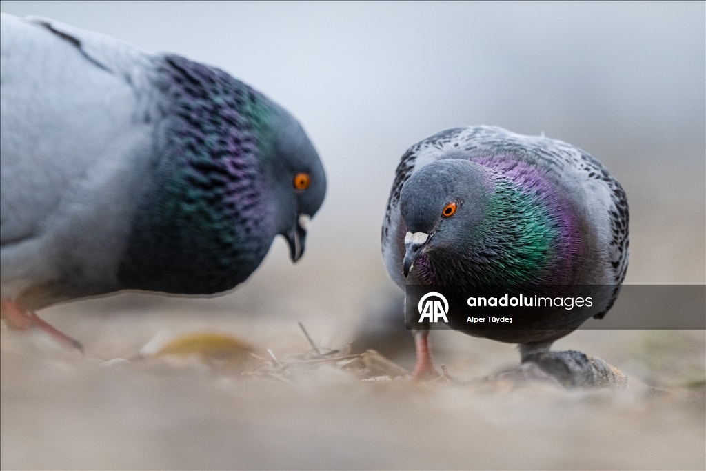 В турецком Коджаэли водоплавающие птицы собрались на зимовку