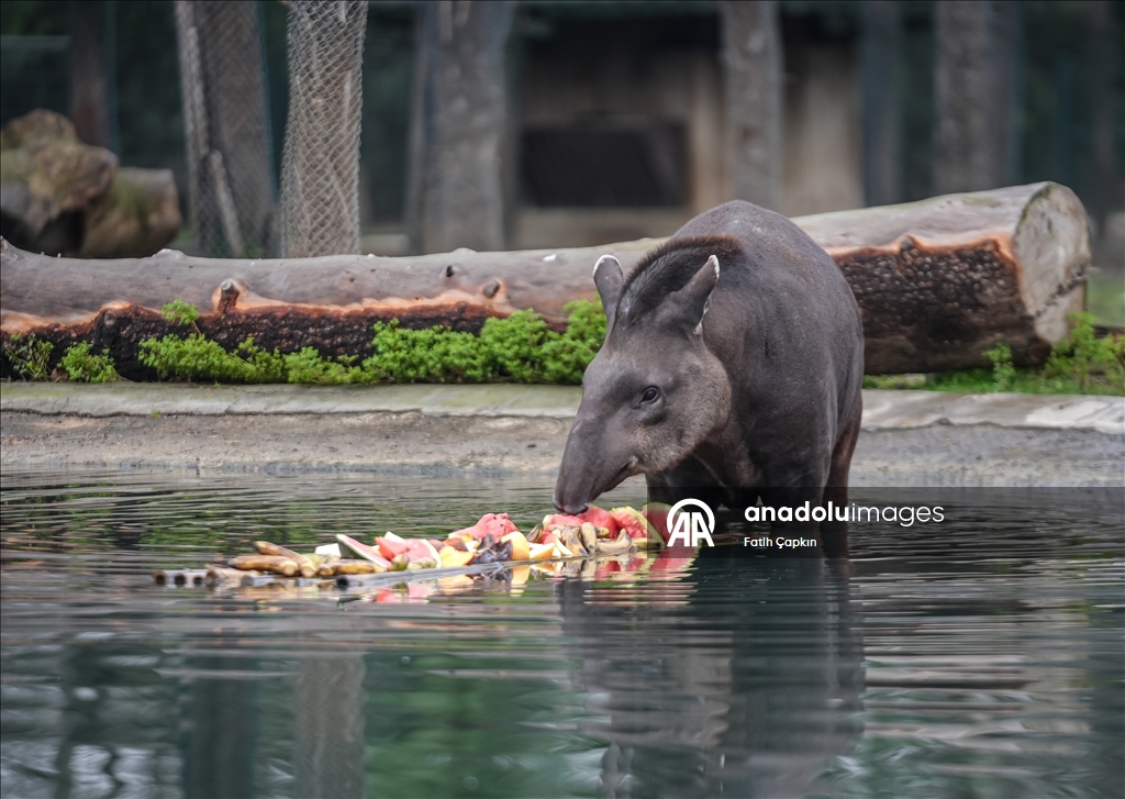 Bursa Hayvanat Bahçesi'ndeki tapirler kış mevsiminde özenle besleniyor