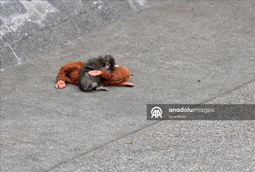 Baby monkey named 'Punch' finds comfort with a stuffed animal