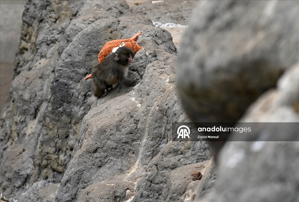 Tokyo'daki hayvanat bahçesinde sürüsü tarafından dışlanan yavru maymun Punch ilgi odağı oldu