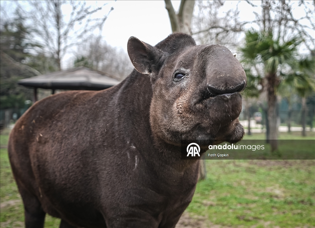 Bursa Hayvanat Bahçesi'ndeki tapirler kış mevsiminde özenle besleniyor