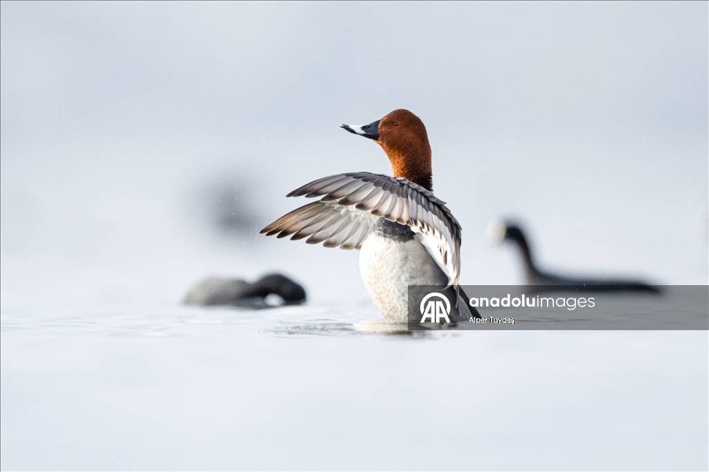 В турецком Коджаэли водоплавающие птицы собрались на зимовку