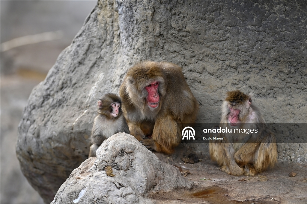 Baby monkey named 'Punch' finds comfort with a stuffed animal